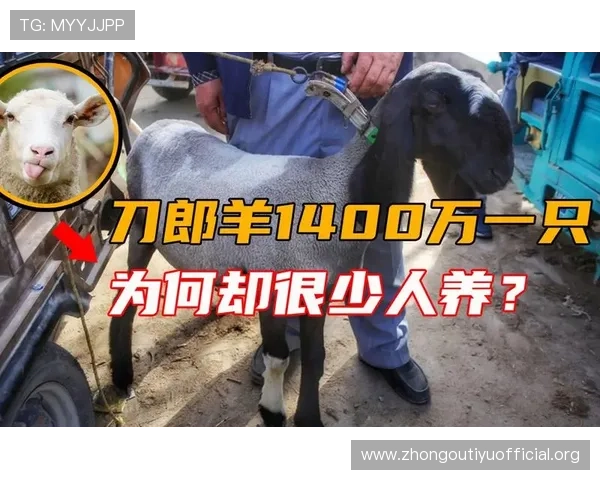 万狗体育下载安装后常见问题及解决方案全方位指导用户顺利使用